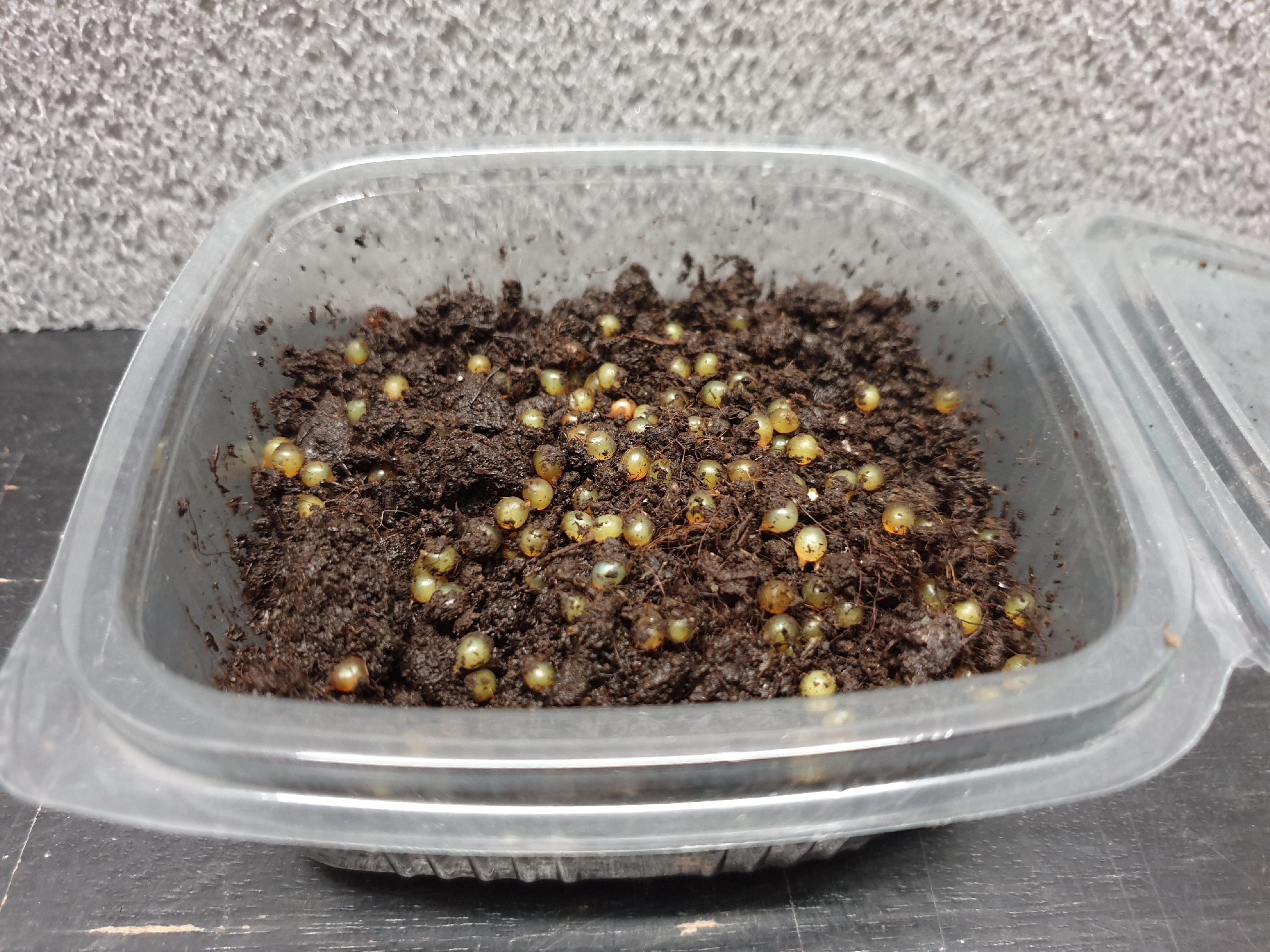 Kokony - Žížalí farma